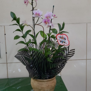 Orquídea 2