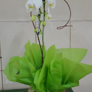 Orquídea 3