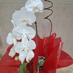 Orquídea 5