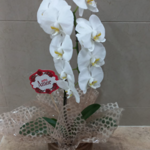 Orquídea 6